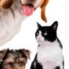 cute-pet-collage-isolated_23-2150007412 contact