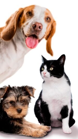 cute-pet-collage-isolated_23-2150007412 contact