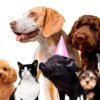 cute-pet-collage-isolated_23-2150007413 contact