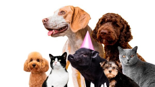 cute-pet-collage-isolated_23-2150007413 contact